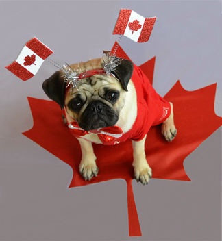 Happy Canada Day! - Kostenloses image #446695